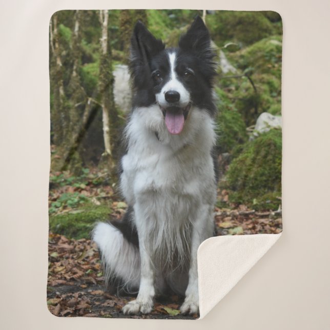 GRENZCOLLIE SHERPADECKE (Vorderseite)