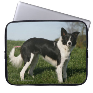 Grenzcollie stehend laptopschutzhülle