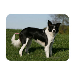 Grenzcollie stehend magnet