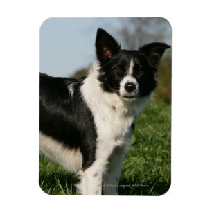 Grenzcollie stehend magnet