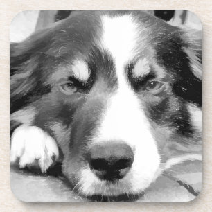 GRENZCOLLIE UNTERSETZER