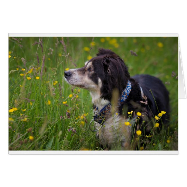 Grenze in den Mützen (Vorderseite (Horizontal))