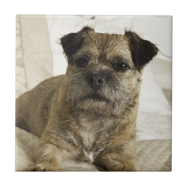 Grenze Terrier Fliese (Vorderseite)