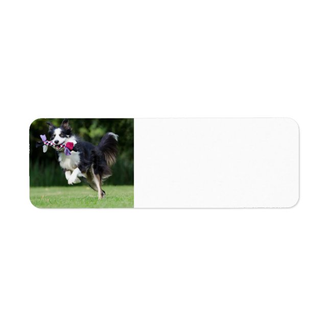 Grenzkollie mit Spielzeug (Vorne)