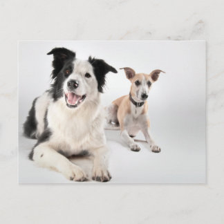 Grenzkollie mit Whippet Postkarte