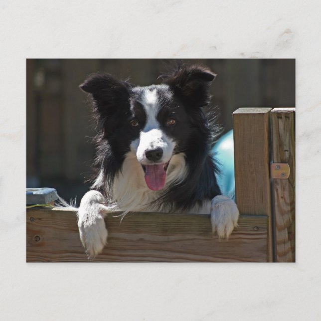 Grenzkollie Postkarte (Vorderseite)