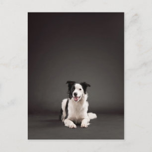 Grenzkollie Postkarte