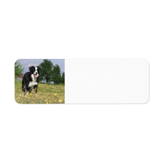 Grenzkollie voll 3.png (Vorne)