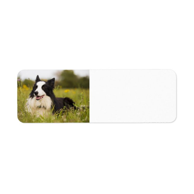 Grenzkollision in Wildblumen (Vorne)