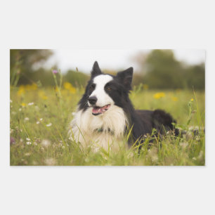 Grenzkollision in Wildblumen Rechteckiger Aufkleber