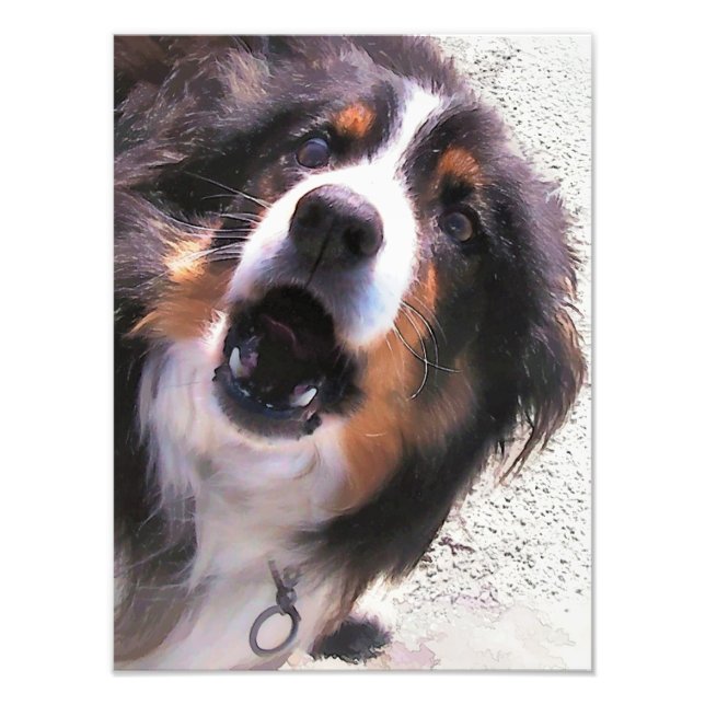 GRENZÜBERSCHREITENDE COLLIES FOTODRUCK (Vorne)