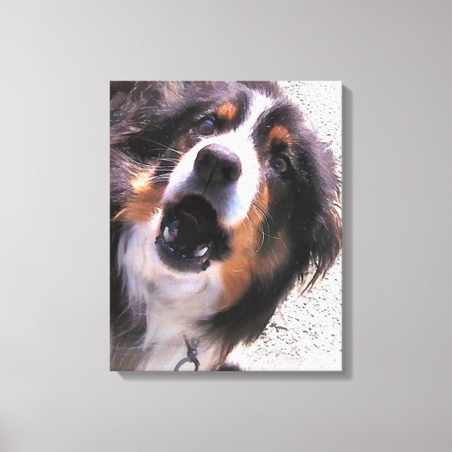 GRENZÜBERSCHREITENDE COLLIES LEINWANDDRUCK (Vorderseite)
