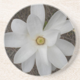 Grès Dessous de verre en fleurs de Magnolia blanche
