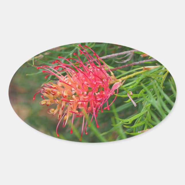Grevillea Blume Aufkleber (Vorderseite)