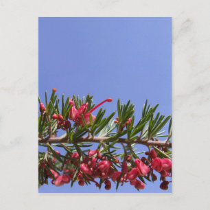 Grevillea Blume Postcard Postkarte