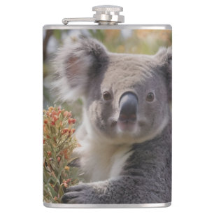 Grevillea Koala Bear, Flachmann