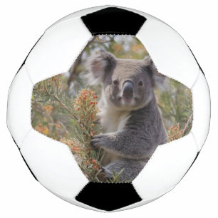 Grevillea Koala Bear, Fußball