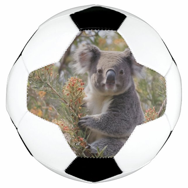 Grevillea Koala Bear, Fußball (Vorderseite)