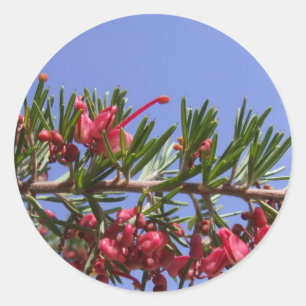 Grevillea Pflanze Stickers
