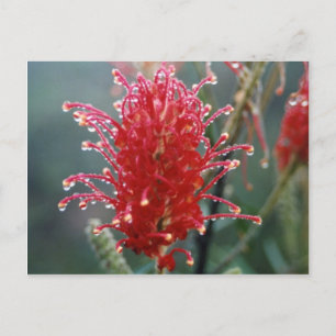 Grevillea Postkarte