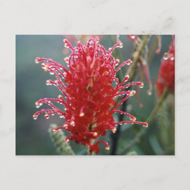 Grevillea Postkarte (Vorderseite)