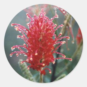 Grevillea Runder Aufkleber