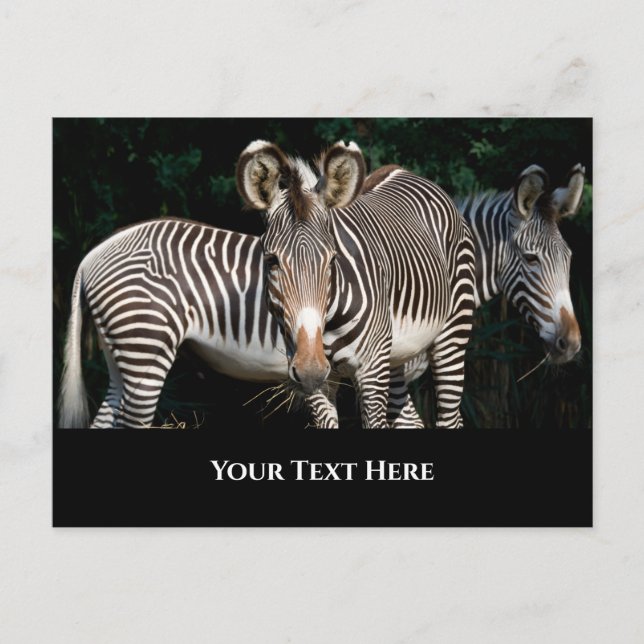 Grevy's Zebras Postkarte (Vorderseite)