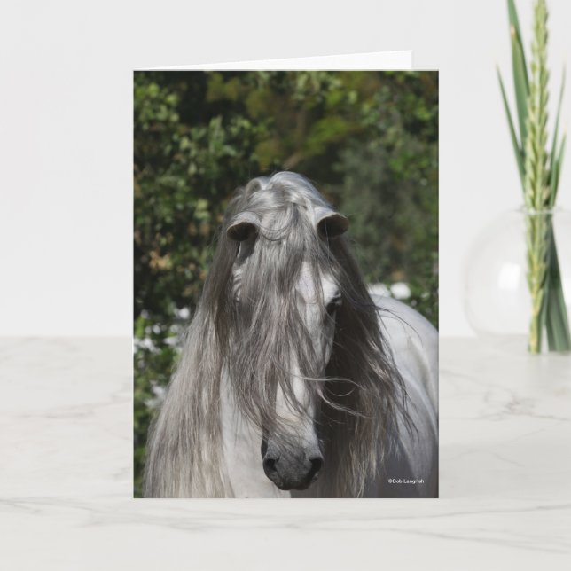 Grey Andalucian Stallion Headshot Long Mane Karte (Vorderseite)