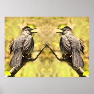 Grey Catbirds Chante Son Affiche De Chanson