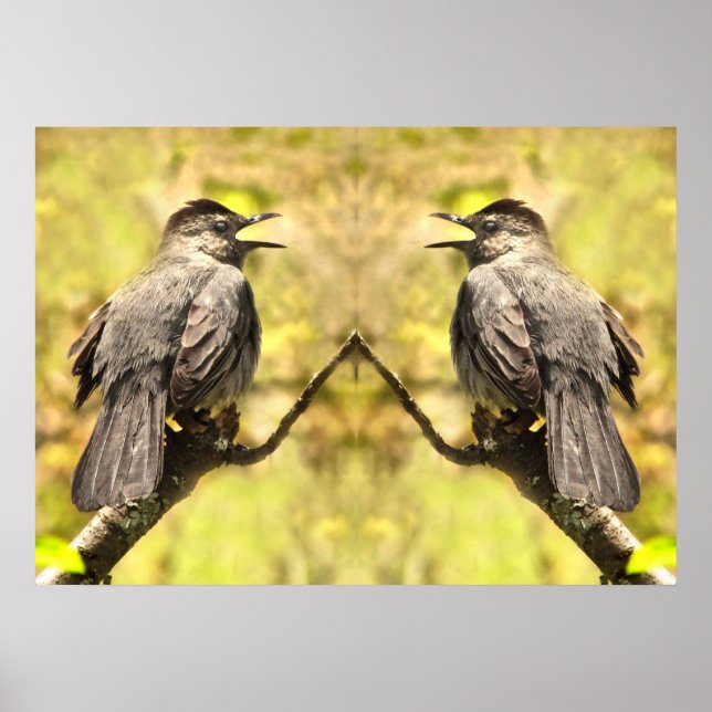 Grey Catbirds Chante Son Affiche De Chanson (Devant)