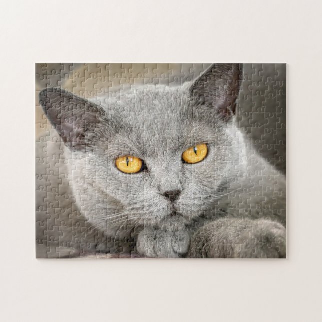Grey Domestic Short hair Cat (Horizontal)