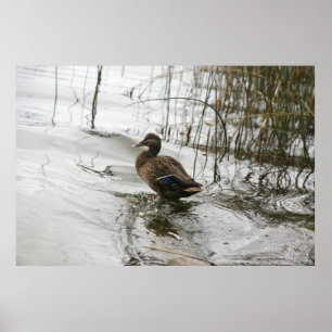 Grey duck on dark the lake poster