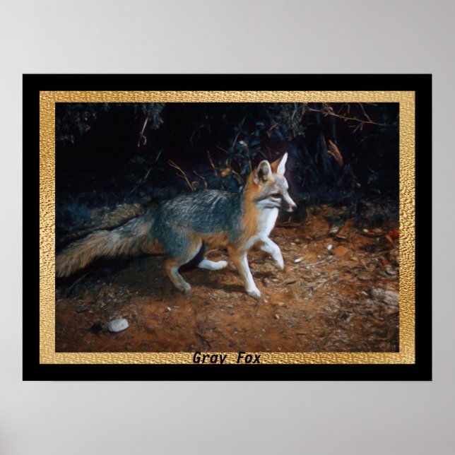 Grey Fox Ready Poster (Vorne)