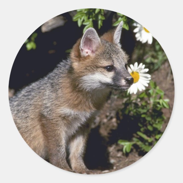 Grey Fox-Young-Kit Runder Aufkleber (Vorderseite)
