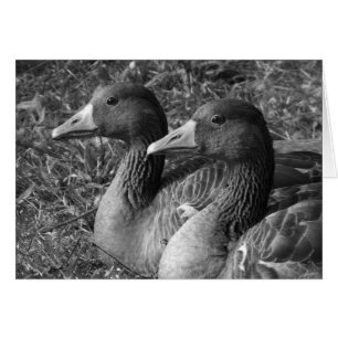 Grey Geese B&W