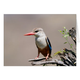 Grey-Headed Kingfisher