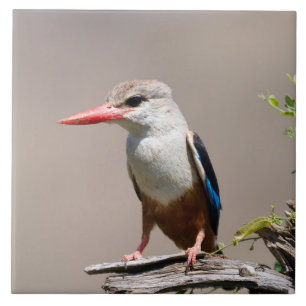 Grey-Headed Kingfisher Fliese