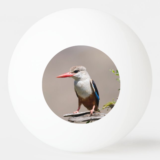 Grey-Headed Kingfisher Tischtennisball (Rückseite)