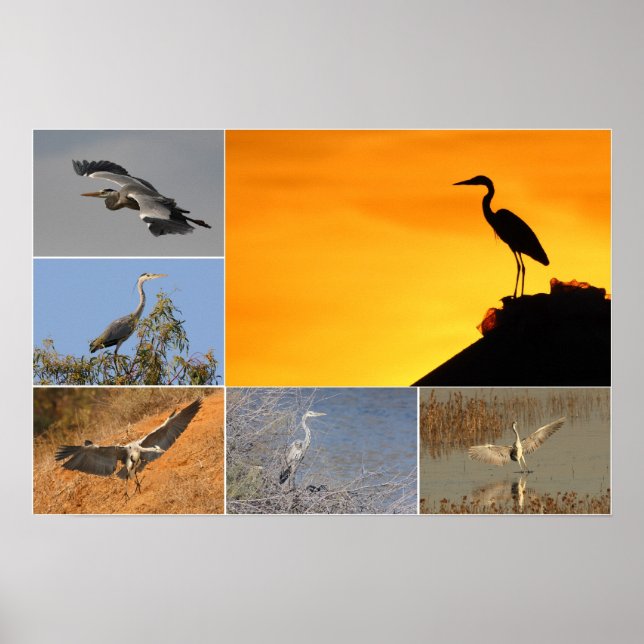 Grey Heron Collage Poster (Vorne)