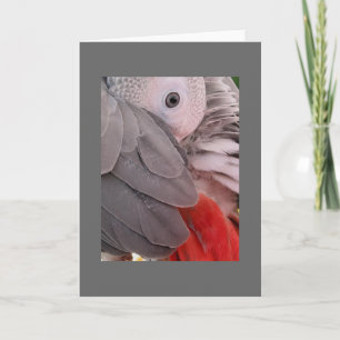 Grey-Papagei-Grußkarte Karte