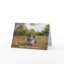 Grey Squirrel Hyde Park London.