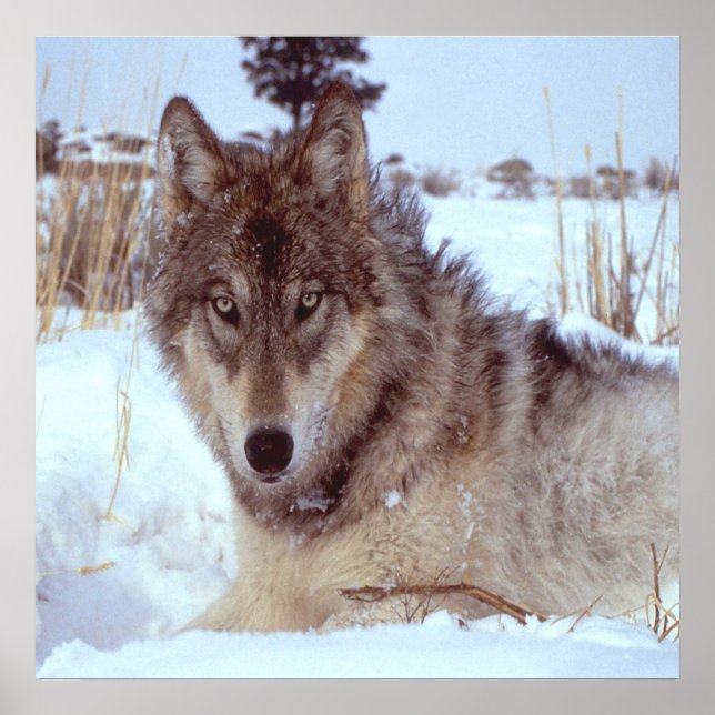 Grey Wolf In Winter Poster (Vorne)