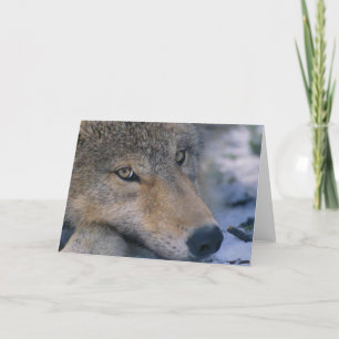 Grey Wolf Lovers Karte