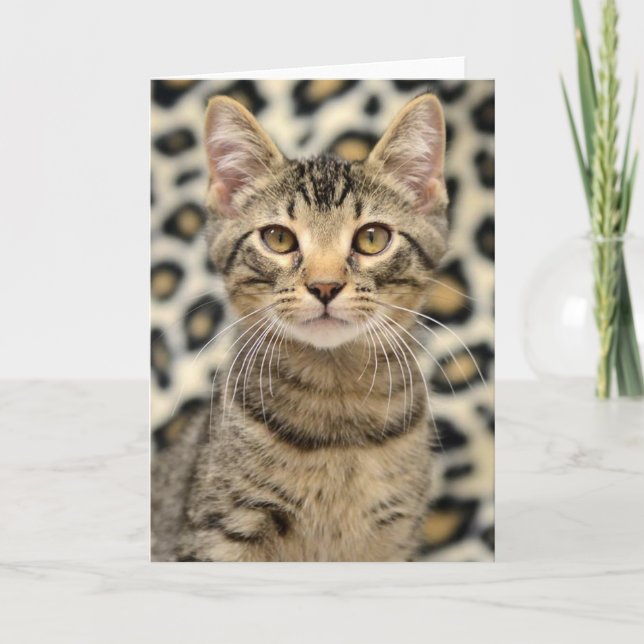 Greyfoot Katzen-Rettungs-Browntabby-Karte Karte (Vorderseite)