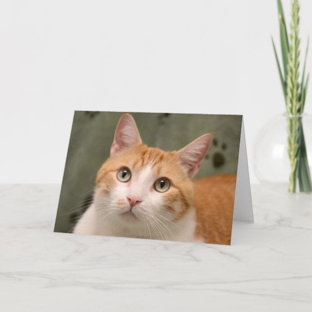 Greyfoot Katzen-Rettungs-orange u. weiße Karte (Vorderseite)