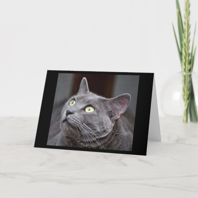 Greyfoot Katzen-Rettungs-russische blaue Karte (Vorderseite)