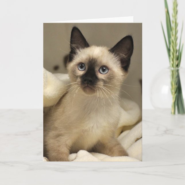 Greyfoot Katzen-Rettungs-siamesische Karte (Vorderseite)