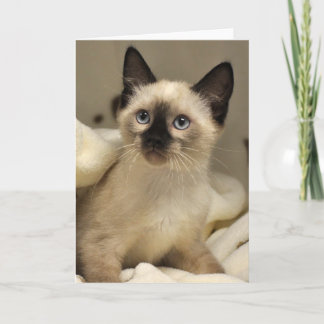 Greyfoot Katzen-Rettungs-siamesische Karte