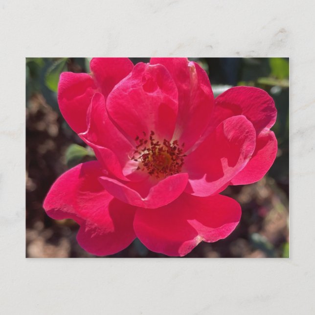 Greyforaday Red Floral Card Postkarte (Vorderseite)