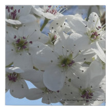greyforaday White Floral Print